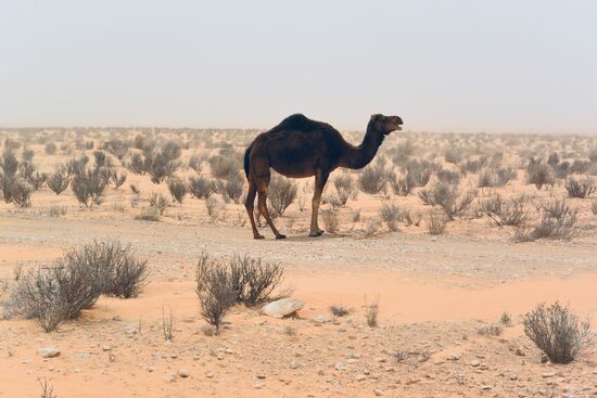 es ist ratsam sie zu respektieren und in Frieden weiden zu lassen