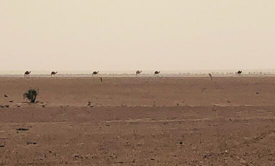 Kamele am Horizont in der blassen Abendsonne