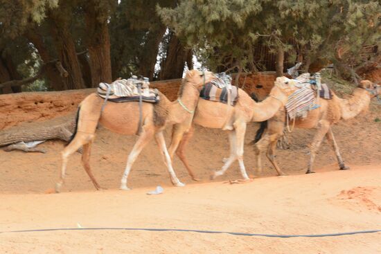 drei auf Touristen wartende Kamele