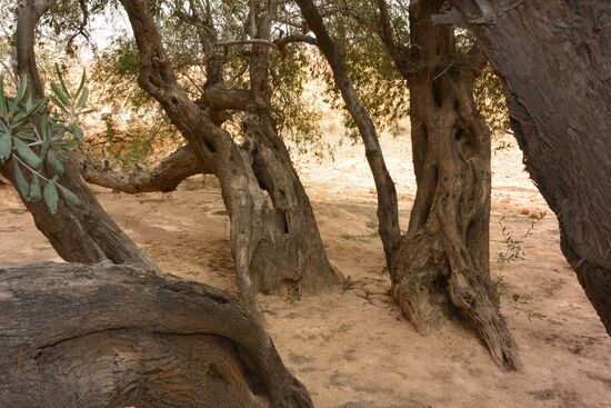 uralte, mächtige Olivenbäume