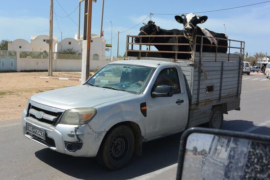 Viehtransport über die Fähre. Die armen Tiere.