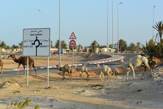 Tierwechsel auf tunesisch