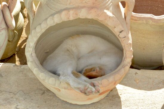 Katzenkörbchen in einer Amphore