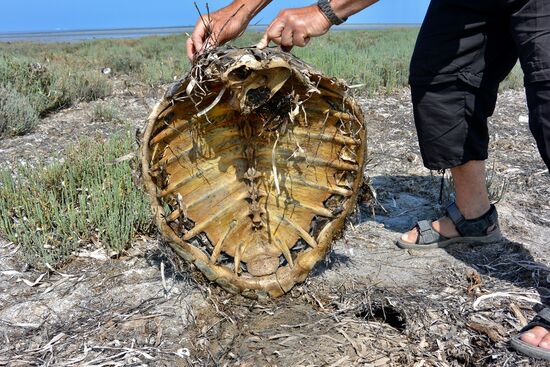 Panzer einer gestrandeten Wasserschildkröte