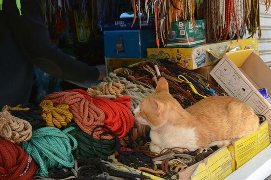 Katzenbett auf Schnürsenkeln