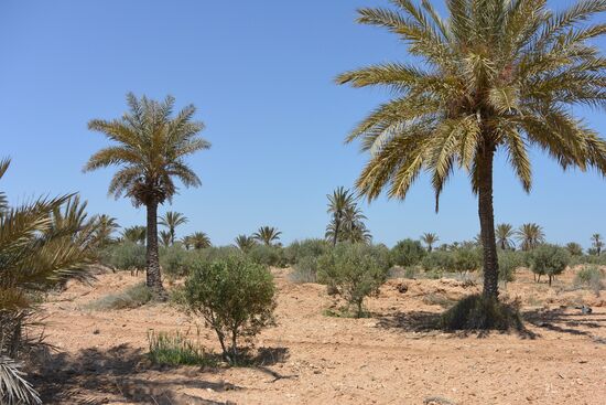 Obstgärten auf Kerkennah