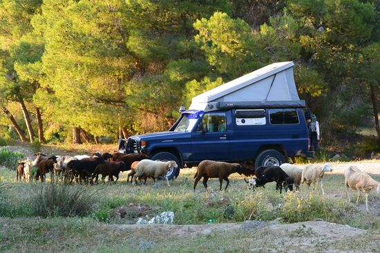 morgendliche Weckrufe