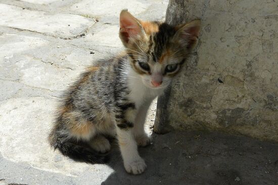 das Kleinste der Katzenkinder