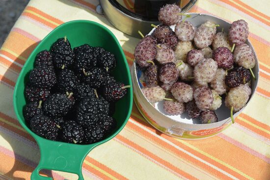 geschenkte Maulbeeren