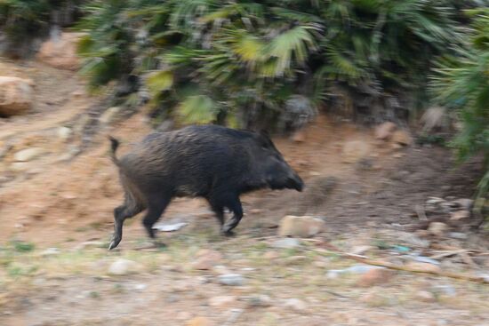 Aug' in Aug# mit einem ausgewachsenen Wildschwein