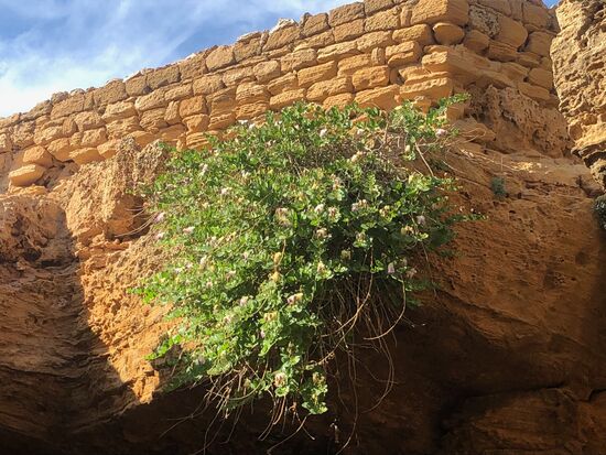 Kapern hängen wie Schleier über den Höhlen