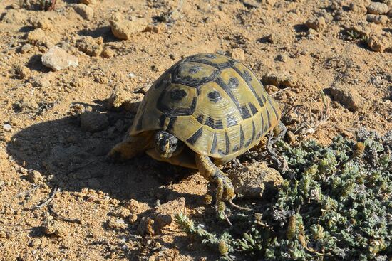 friedliche Begleiter