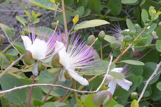 Kapernblüten