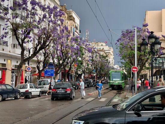 blühende Jacarandabäume säumen die großen Einkaufsstraßen