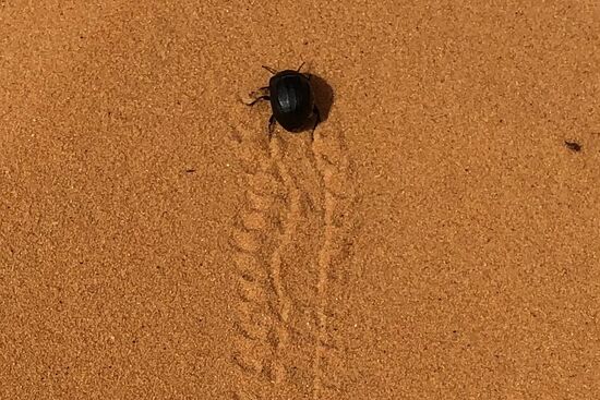 Leben in der Sandwüste