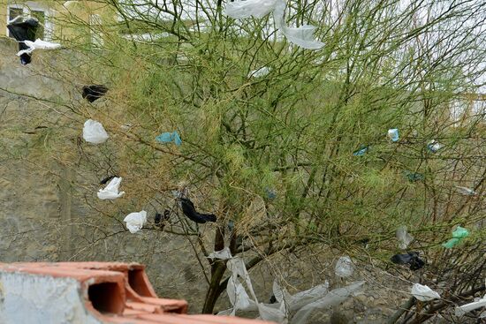 Der Wind schmückt die Bäume mit allem, was er so findet.