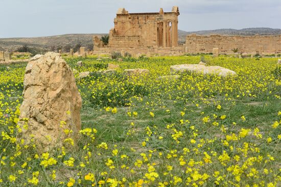 Ruinen im Blütenmeer