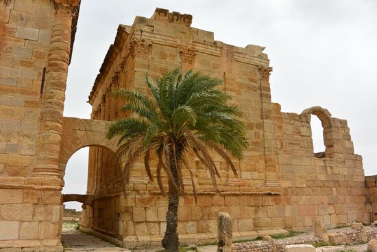 Palme als Wächter des rückwärtigen Eingangs