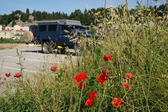 wir stehen in einer Wildblumenwiese aus Klatschmohn und Königskerzen
