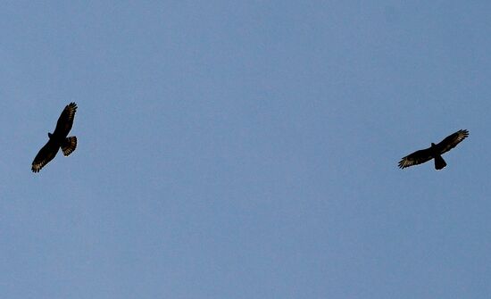 über uns begrüßen uns zwei Steinadler, die Wahrzeichen der Shqiptaren