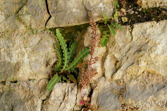 Überlebenswille im Steingarten