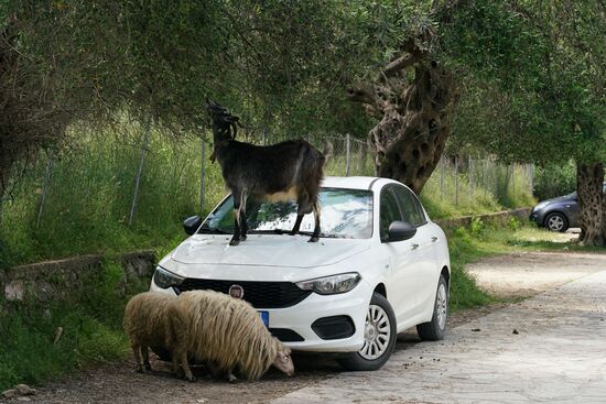 man sollte nicht unter einem Olivenbaum parken, wenn Ziegen in der Nähe sind