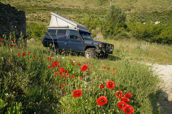 ein Blumenmeer am Morgen