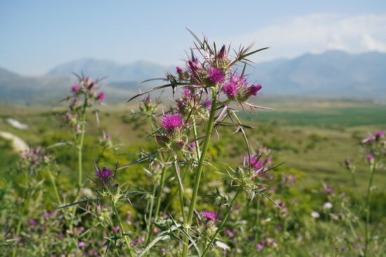 Spanische Kratzdistel
