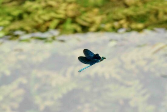hier fehlen auch nicht die "Blauen Jungfern"