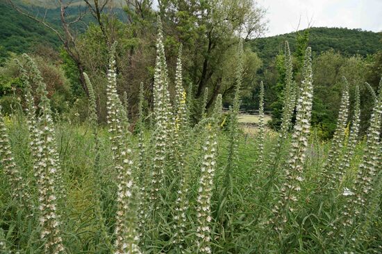 langstielige Natternköpfe am Wegrand