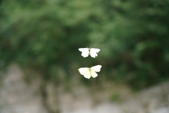 zwei Schmetterlinge im Liebesspiel