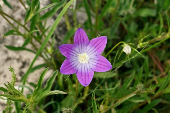 eine Blüte mit sechs Blättern ist selten wie ein vierblättriges Kleeblatt
