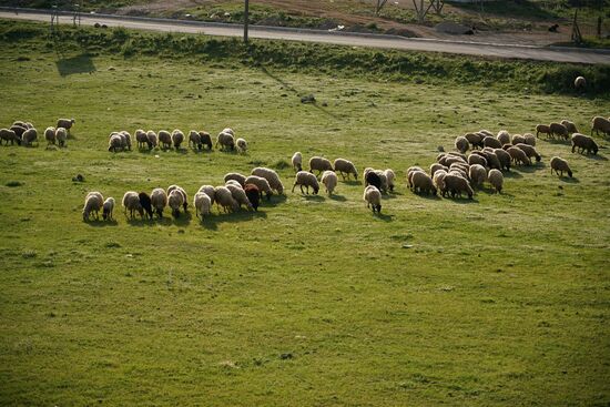 Schafe in der Abendsonne werfen ihre Schatten
