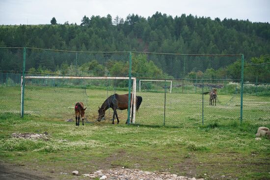 Maultierkind und Pferdemutter übernehmen die Rasenpflege des Sportplatzes