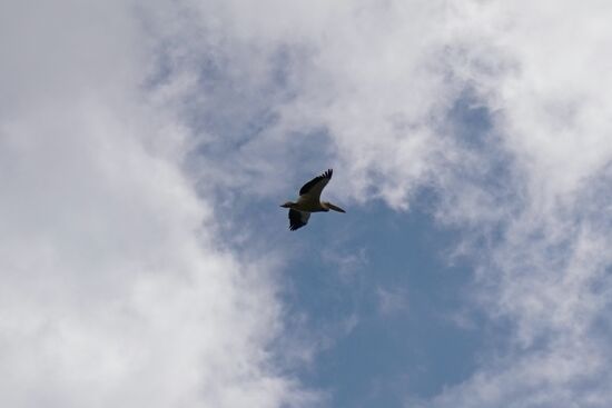 eine majetätischen Ruhe liegt im Flug des Pelikans