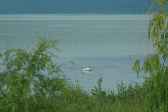 unser erster Pelikan