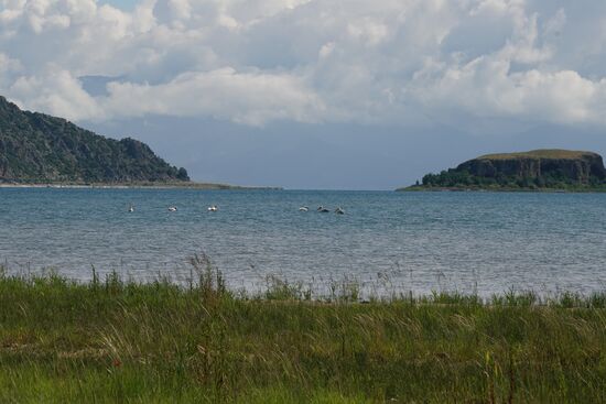 wie Segelboote gleiten die großen Vögel bewegungslos über die Wasseroberfläche