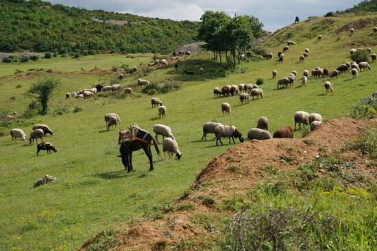 . . . mit ihrer Herde