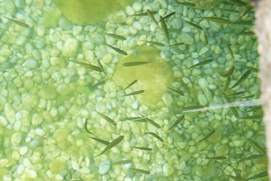 hier gibt es eine Menge Fische im glasklaren Wasser