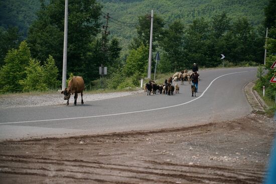 eine gemischte Herde wird auf die Weide gebracht