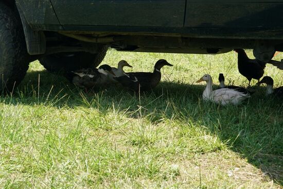 tagsüber freuen sich die Tiere über jeden Schatten