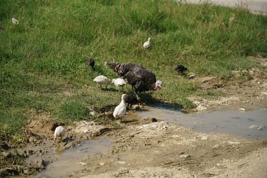.. . auf denen Tiere gezüchtet und Gemüse angebaut wird