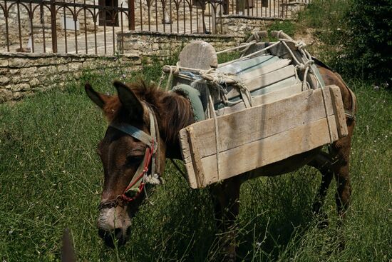 ein aufgetakeltes Maultier steht gut im Futter