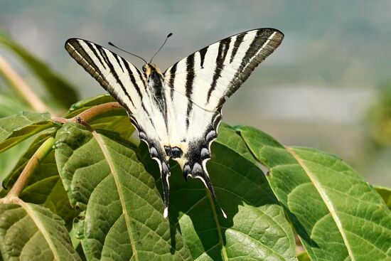 ein Schwalbenschwanz kommt zu Besuch
