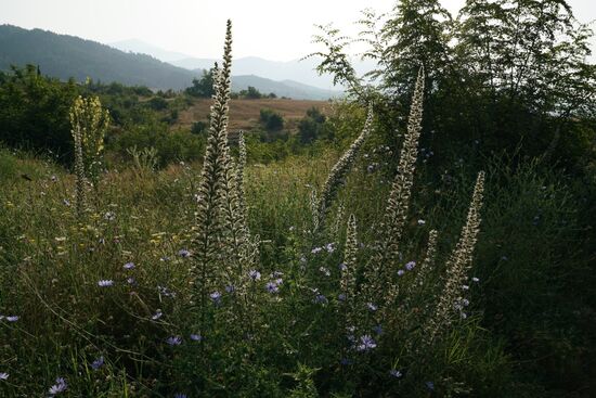 Natternköpfe im Gegenlicht