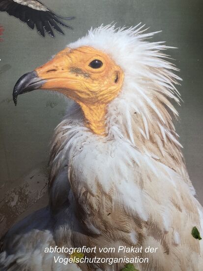 in diesen Bergen leben noch wenige geschützte ägyptische Aasgeier