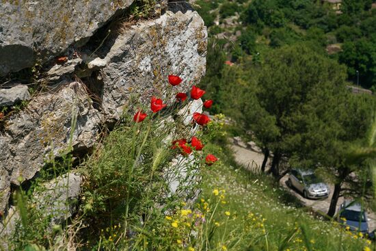 Blumenschmuck an alten Steinen