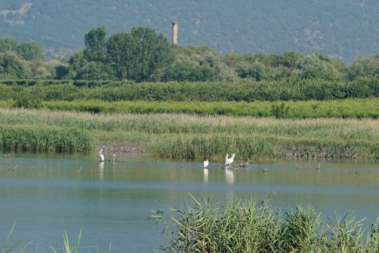am Morgen können wir auch hier eine Gruppe von Pelikanen beobachten . . .