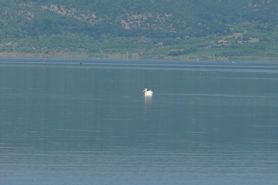 . . . die wie Segelschiffe über die Wasseroberfläche gleiten
