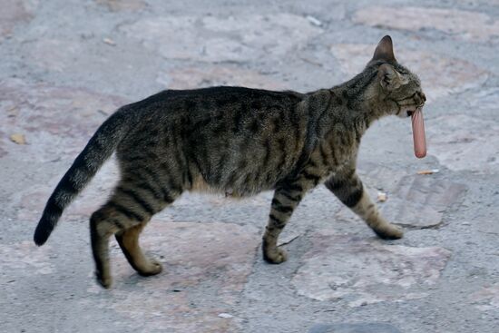 und auch andere hier ziehen mit ihren Leckerbissen ab